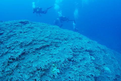 久米島で発見されたサンゴの大群集