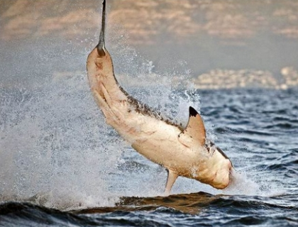 ホホジロザメが海面でジャンプして獲物を捕える写真全8枚 ダイビングと海の総合サイト オーシャナ