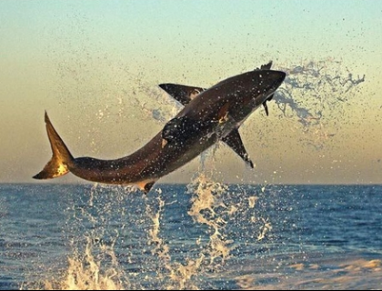 ホホジロザメが海面でジャンプして獲物を捕える写真全8枚 ダイビングと海の総合サイト オーシャナ