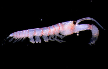 軟甲（なんこう）綱に属する小エビのような甲殻類