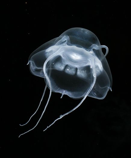 新種ヒドロクラゲ（学名：Bathykorus bouilloni）