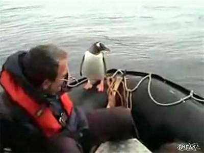 シャチの群れの狩りから逃げ延びたペンギン