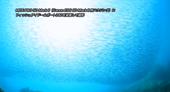 Canon EF 8-15mm F4 L Fisheye USMの水中写真・水中動画 Canon EF 8-15mm F4 L Fisheye USMの水中写真・水中動画