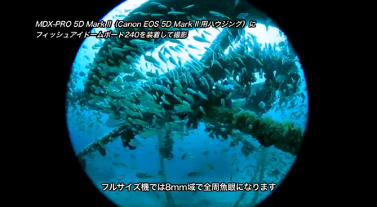 Canon EF 8-15mm F4 L Fisheye USMの水中写真・水中動画（全周魚眼）
