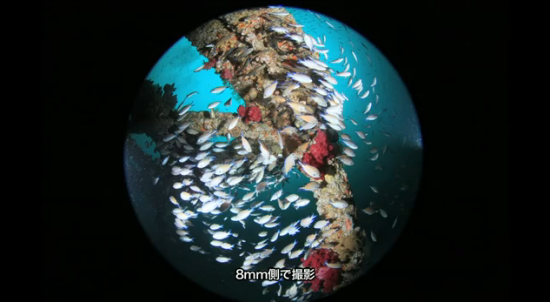 Canon EF 8-15mm F4 L Fisheye USMの水中写真・水中動画（全周魚眼）