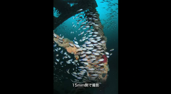 Canon EF 8-15mm F4 L Fisheye USMの水中写真・水中動画（対角線魚眼）