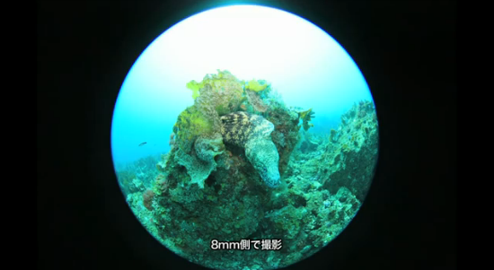 Canon EF 8-15mm F4 L Fisheye USMの水中写真・水中動画