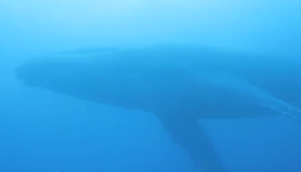 小笠原でダイビング中に現れたザトウクジラ