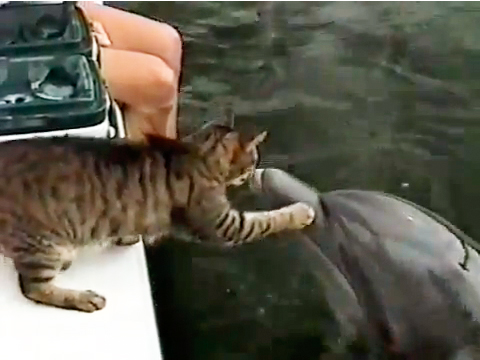 イルカと猫が戯れる動画