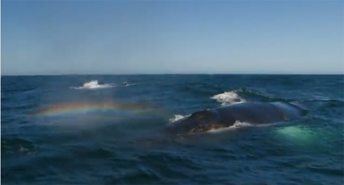 海面に虹をかけるクジラの潮吹き