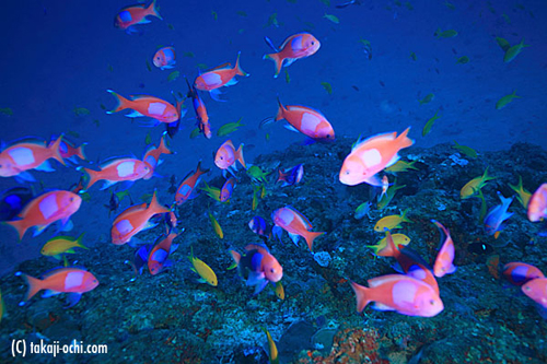 恩納村ロケ 水深45mのスミレナガハナダイのコロニー ダイビングと海の総合サイト オーシャナ