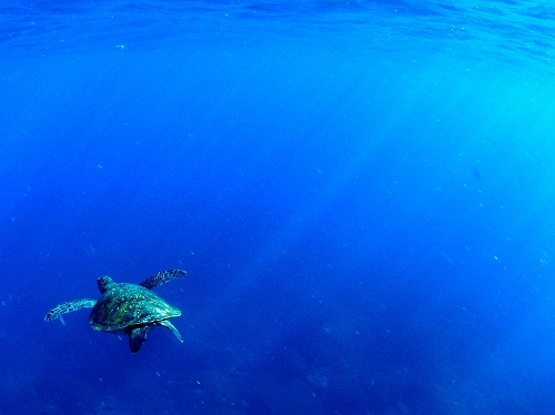 御蔵島のドルフィンスイムのカメ（2012年8月）