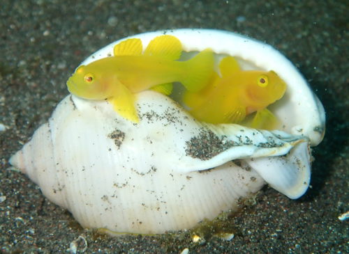 白い貝に住むミジンベニハゼ