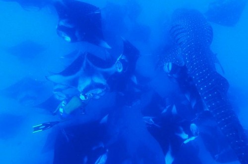 モルディブ・バア環礁ハニファルベイのジンベエザメとマンタ
