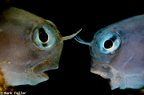 魚の“あくび”の水中写真 魚の“あくび”の水中写真