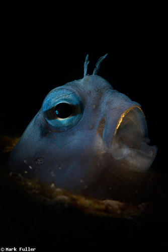 魚の“あくび”の水中写真 魚の“あくび”の水中写真