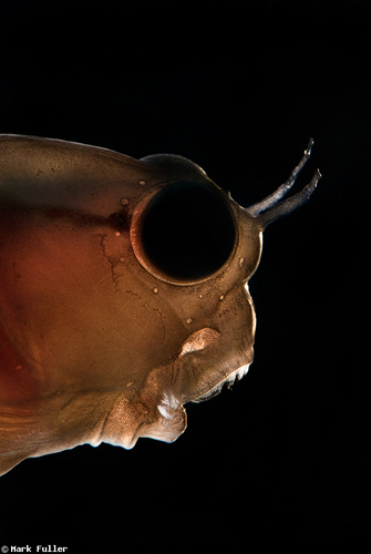 魚の“あくび”の水中写真 魚の“あくび”の水中写真