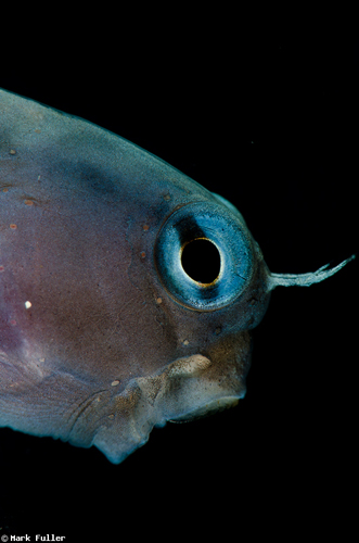 魚の“あくび”の水中写真 魚の“あくび”の水中写真