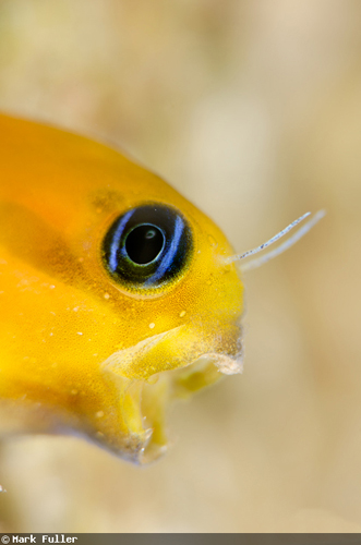 魚の“あくび”の水中写真 魚の“あくび”の水中写真