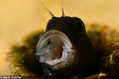 魚の“あくび”の水中写真 魚の“あくび”の水中写真