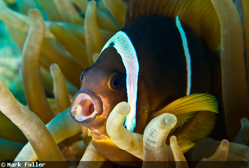 魚の“あくび”の水中写真 魚の“あくび”の水中写真