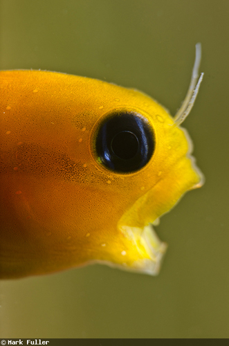 魚の“あくび”の水中写真 魚の“あくび”の水中写真