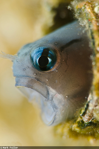 魚の“あくび”の水中写真 魚の“あくび”の水中写真