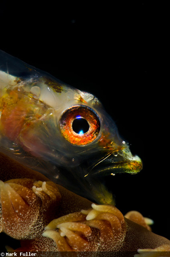 魚の“あくび”の水中写真 魚の“あくび”の水中写真