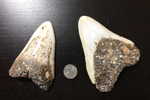 古代巨大ザメ、メガロドンの歯