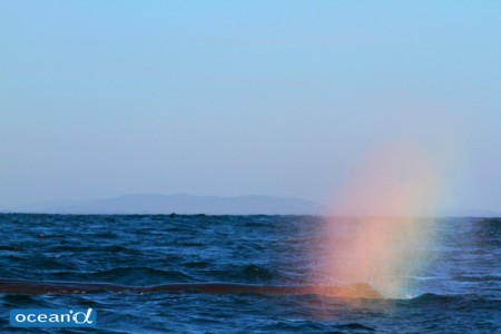 スリランカ、マッコウクジラのブロー（撮影：越智隆治）