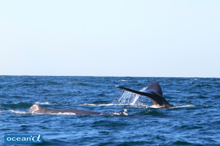 スリランカ、マッコウクジラのテール（撮影：越智隆治）