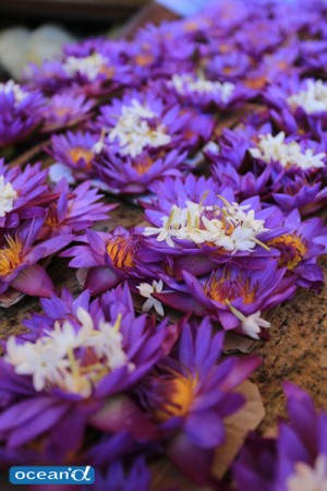 スリランカの花（撮影：越智隆治）