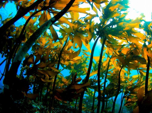 “海の森”には、豊かな生物相を見ることができる (撮影:佐藤輝)