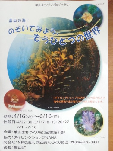葉山の水中写真展「のぞいてみよう、もうひとつの世界」