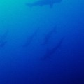 神子元島のハンマーヘッドシャーク