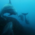 神子元島の海中で会ったイルカ