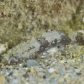 沖縄本島のズングリハゼ
