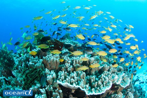 セブ島ボルホーンの魚の群れ（撮影：越智隆治）
