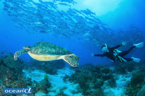 セブ島のウミガメとダイバー（撮影：越智隆治）