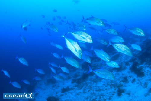 セブ島、ボルホーンの魚の群れ（撮影：越智隆治）
