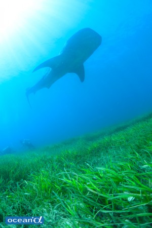 シーズンによっては、こんな海草の上を泳ぐジンベエザメも撮影できる