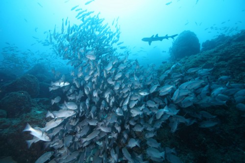 ココ島の魚の群れ（撮影：鍵井靖章）