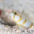 鵜来島のモリシタダテハゼ