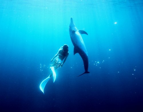 イルカと目を合わせ、ゆっくりと回りながら水面へと泳ぐ　（水中モデル：鈴木あやの、撮影：福田克之）