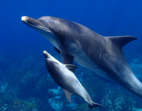 産まれて数日の赤ちゃんイルカを連れた母イルカ。野生のイルカが、御蔵島の周りに棲息し、この海で繁殖していることを再認識する (撮影:鈴木あやの)
