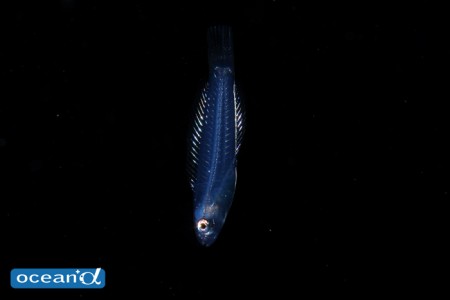 鰭を広げながら、縦に姿勢を保って浮遊する特徴がある。ベラ科の稚魚