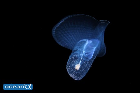 ペリリューナイトで現れた浮遊性の貝の仲間、ウチワカンテンカメガイ。白い斑点のように見える部分がヘルメットのような形の透明な貝殻で、無数の突起でおおわれている