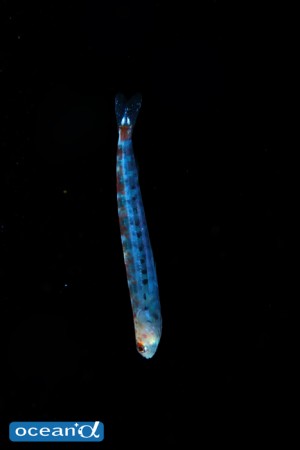 海底に真っ逆さまに下りていく、アカエソ属の稚魚。あまりの速さに1カットしか撮れなかったが、黒色斑と体の色素の両方が現れている貴重なシーン