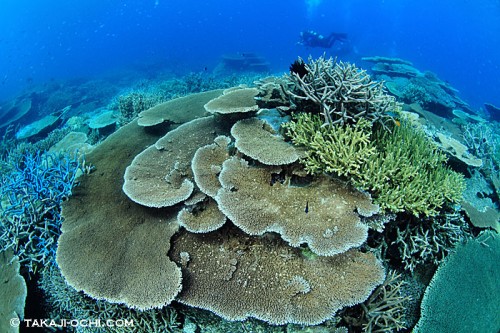 グレートバリアリーフのサンゴ礁（撮影：越智隆治）