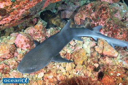 ネコザメとドチザメのコラボ。長い間ダイバーが入っていなかったため、根の間は安心しきったサメだらけ